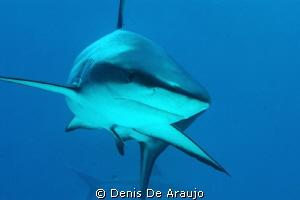 Sea Cam kit...Nassau,  30 meters. by Denis De Araujo 